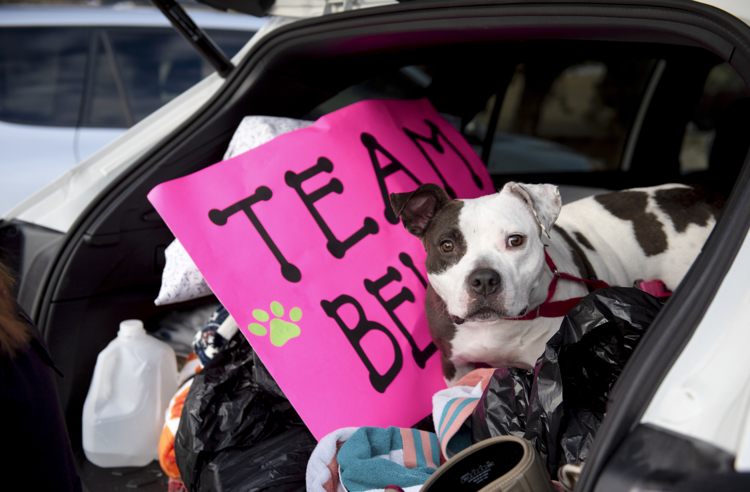 Bella the Dog Reaches New Home in Utah from Saginaw, MI