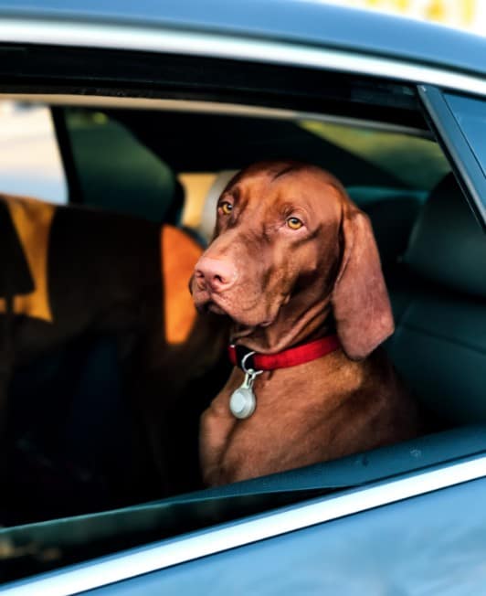 Tips to Travel with Your Pet in Michigan at the Thelen Auto Group in Bay City
